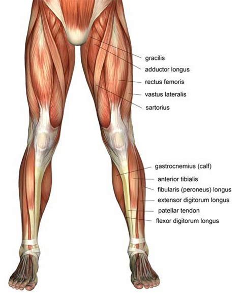 Adding extra weight with dumbbells while lunging can help enhance your results by toning these muscles more quickly. 1000+ images about Muscles in the body on Pinterest ...