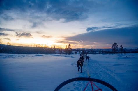 An Exciting Experience Riding A Dog Sled In The Winter Landscape Snowy