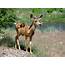 Young Mule Deer Picture  Free Photograph Photos Public Domain