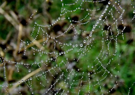 Free Photo Spider Web Dew Place Drop Water Drops Rain Drops