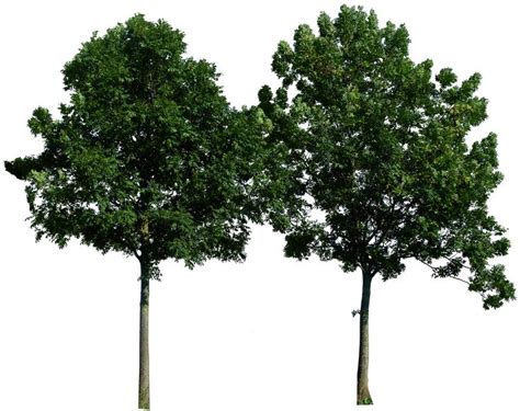 Pin By On Vegetation Cutouts Trees To