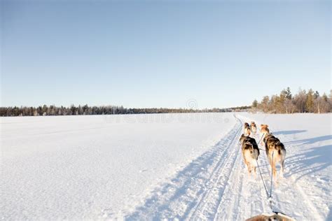 Dog Sledding In Lapland Stock Image Image Of Levi Explore 90175571