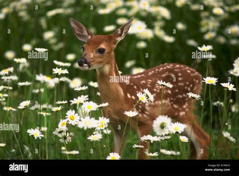 Deer Fawn In Field Of Daisies Odocoileus Virginianus Stock Photo Alamy