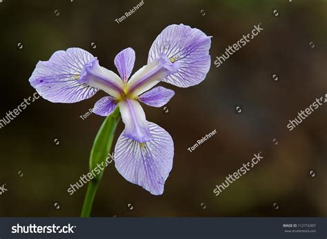 Wild Iris Flower Bloom Growing Wild Stock Photo 112716307 Shutterstock