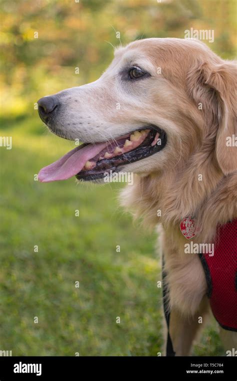 Happy Senior Golden Retriever Dog Stock Photo Alamy