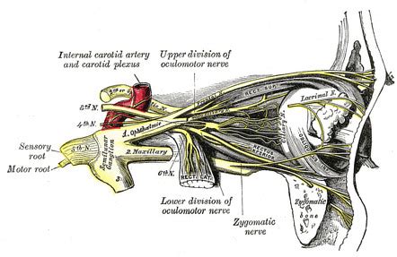 Orbit Radiology Reference Article Radiopaedia Org