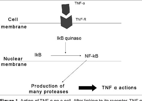 Figure From The Role Of Tumor Necrosis Factor Alpha Tnf In Bone