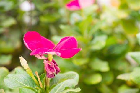 Nature Pink Green Flowers Leaves Bokeh Photography Wallpapers Hd