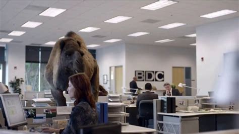 Geico Tv Commercial The Best Of Geico Hump Day Ispottv