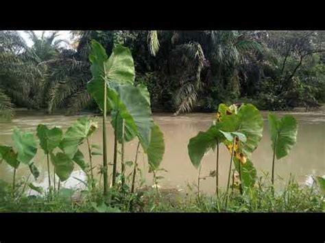 Strike lampam jawa (part 2)подробнее. ikan lampam mudik ke hulu - YouTube