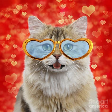 British Longhair Cat Smiling And Laughing Wearing Heart Shaped Sun