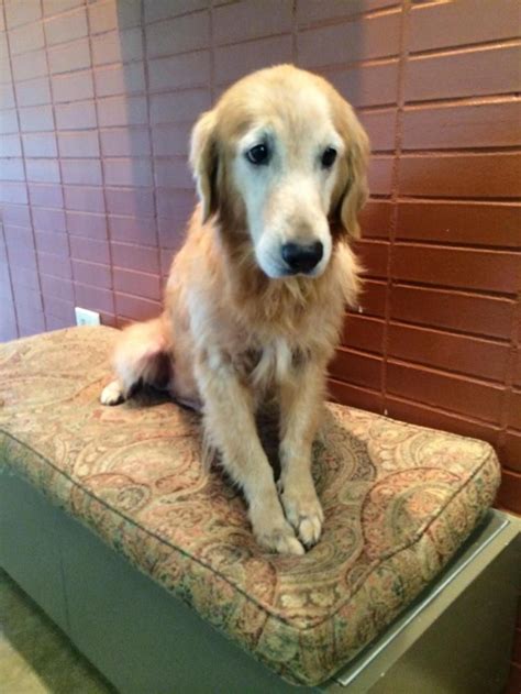 Adopt Lottie On Adoption Golden Retriever Rescue Dogs Golden Retriever