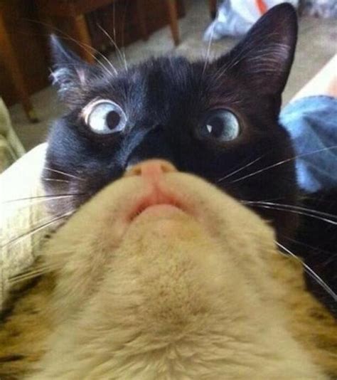 literally just 16 of the funniest cat pictures we ve ever seen cuteness
