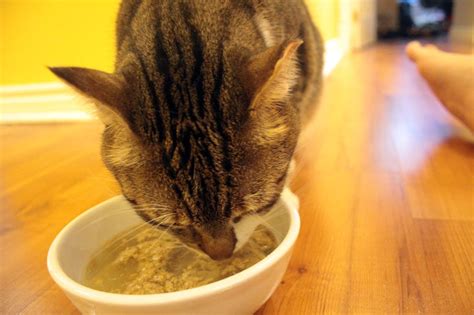 Honest kitchen cat food, low prices and free shipping, shop today! What interests me about feeding Freeze-Dried Primal Pet Food