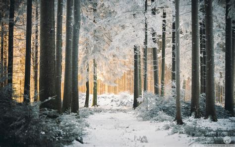 White Forest Path Snow Winter Sunlight Wallpapers Wallpaper Cave
