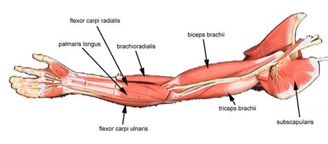 Anatomy Lab Human Arm Muscles Diagram Quizlet