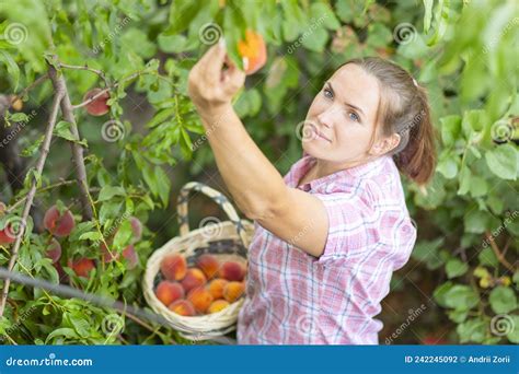 Harvesting Peaches Woman Farmer Picks Ripe Peaches Ripe Peaches From