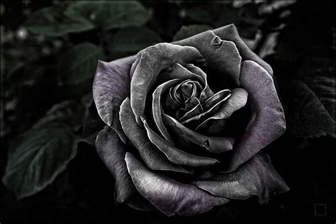 The Dark Rose Photograph By Daniel Arrhakis