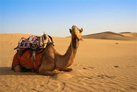 Diferencia Entre Camello Y Dromedario