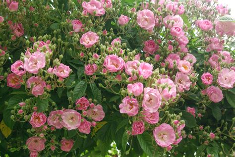 Maybe you would like to learn more about one of these? Blush Rambler - Rose-Biblio