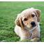 What Is The Development Of A Golden Retriever Puppy  Animals Momme