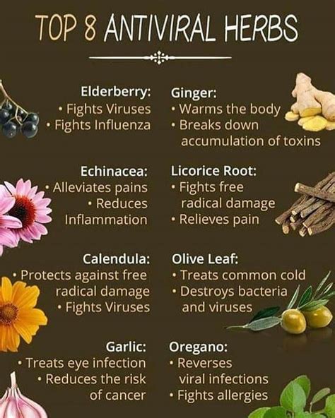 best and effective herbs to treat various diseases and health