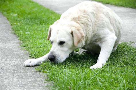 Dog Vomiting Causes And Treatment