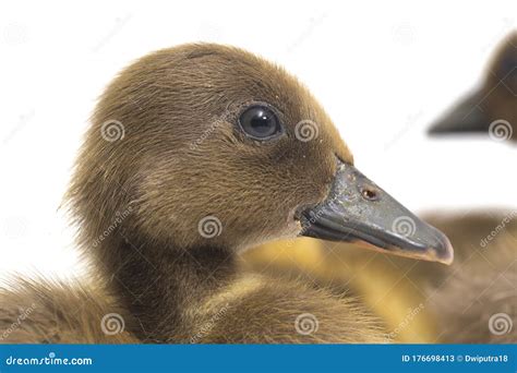 Grey Ducklings Indian Runner Duck Isolated On A White Stock Image