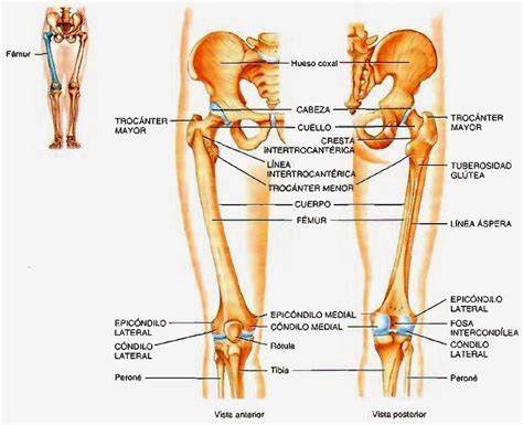 Plurals Human Body Thighs Science Quick Medicine Medical Anatomy