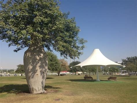 Aspire Park Doha Tree Plants Doha