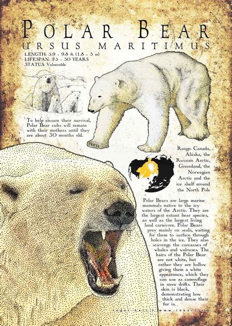 Polar Bear Poster Print Infographic