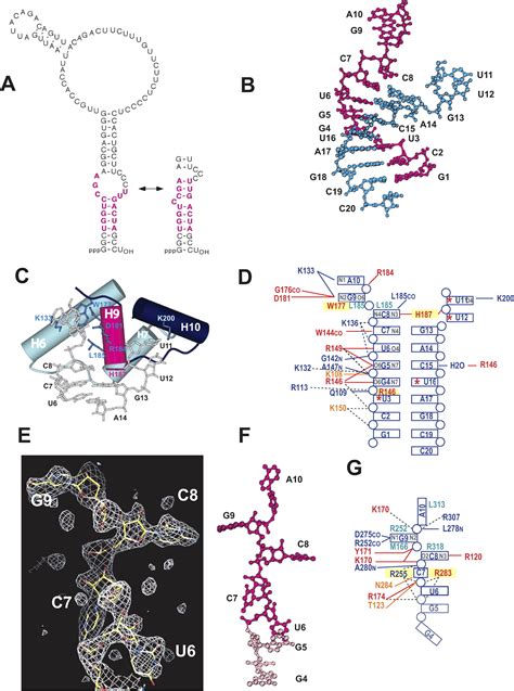 Structural Insights Into Rna Quality Control The Ro Autoantigen Binds