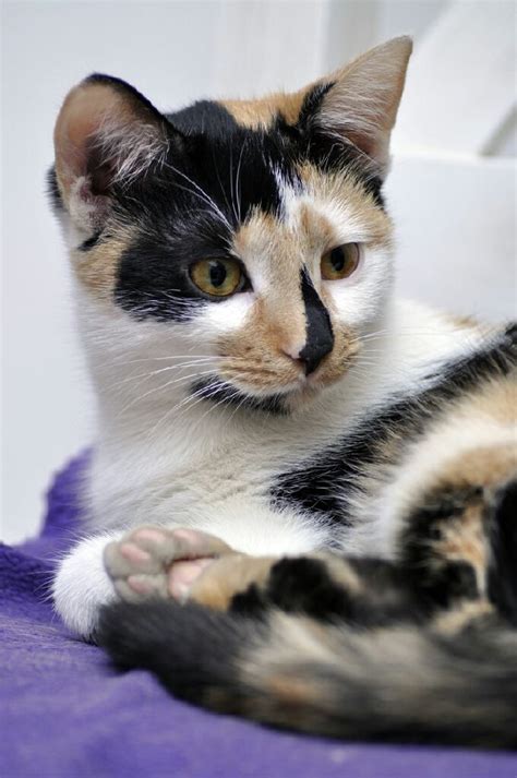 Calico Cat Cute Cats And Kittens Baby Cats Kittens Cutest Cool Cats