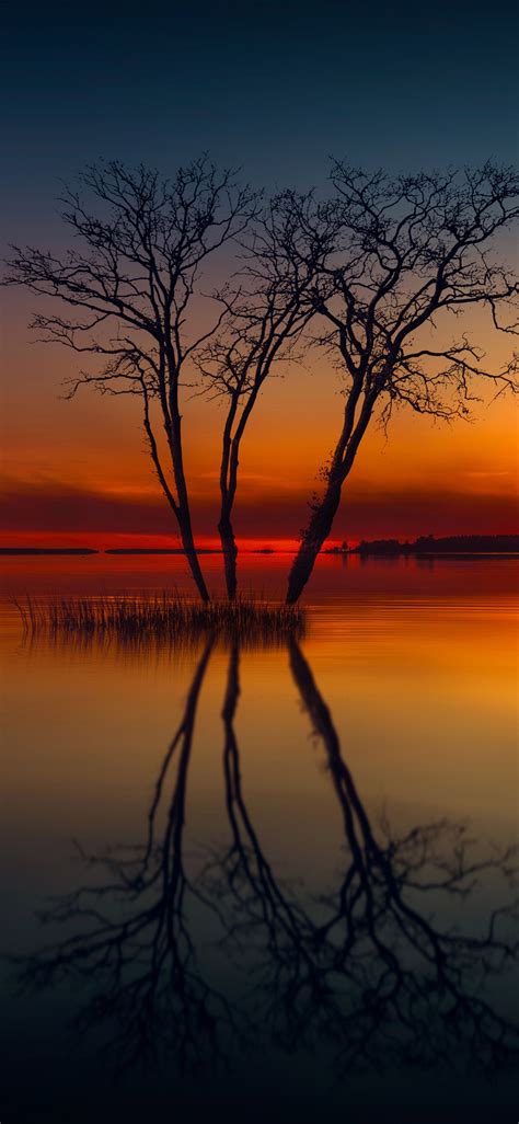 1125x2436 Horizon Lake Nature Reflection Sunset Tree Iphone Xsiphone