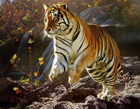 Tiger Pounce Photograph By Todd Ryburn Photography Fine Art America