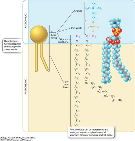 What Is A Phospholipid Structure Functions