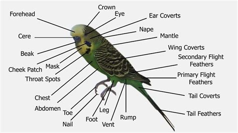Budgie Style And Appearance Typography Budgie Anatomy Youtube