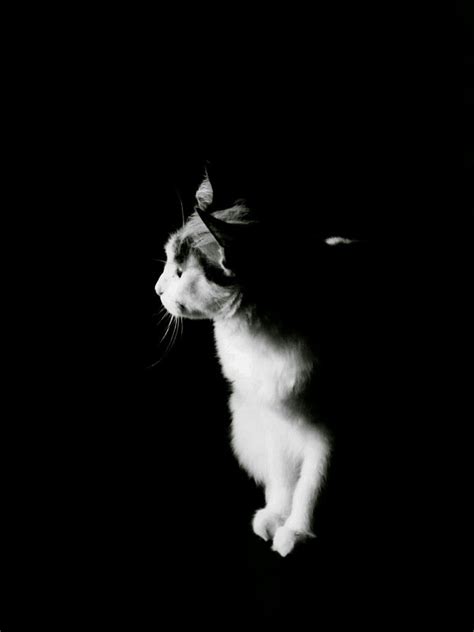 Pin on fotografías pinturas y dibujos de animales