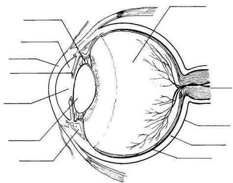 Printable Human Eye Diagrams