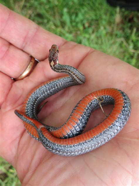 My Maine This Week Red Bellied Snake By Bob Fritsch