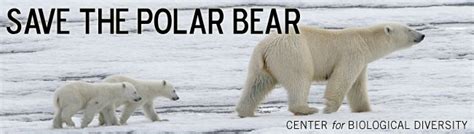 Save The Polar Bear