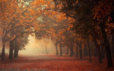 2048x1152 Nature Photography Landscape Mist Road Fall Morning Leaves