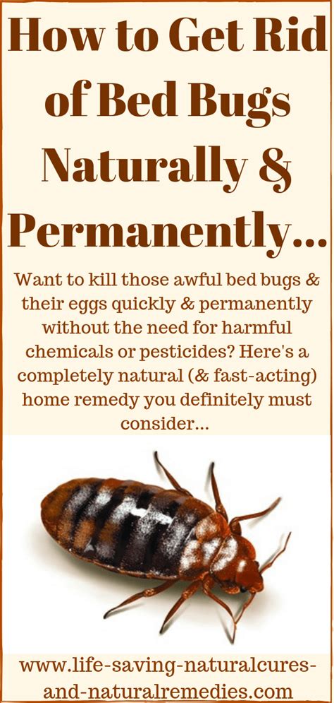 Best Natural Diy Spray And Home Remedies To Get Rid Of Bed Bugs Fast
