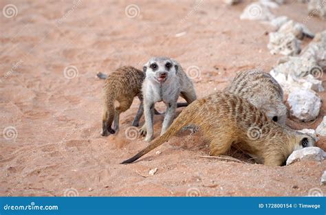 Cute Meerkats In South African Park In Kalahari Desert Stock Photo