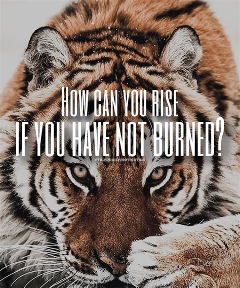 Tiger Motivational Quotes 🐯 On Instagram Double Tap And Comment If