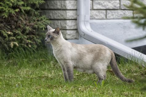 Fotos Gratis Gato Fauna Bigotes Canadá Vertebrado Charla Quebec