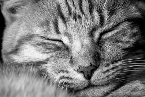 2200x1236 Black Cat Close Up Cute Domestic Eyes Feline Floor
