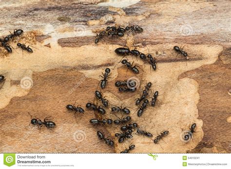 Perhaps you've heard that in africa these insects build termite mounds, resembling entire cities. Large Black Ant | Mice