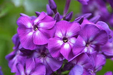 Very common in gardens, but not bouquets. Purple Flower - Travel, Photography, and Other Fun Adventures