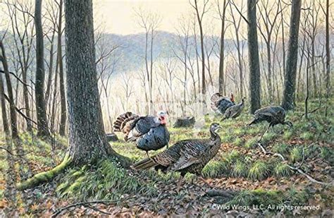 jim kasper spring fever eastern wild turkeys posters and prints